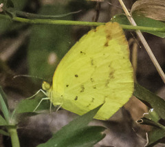 Eurema desjardinsii