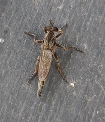 Machimus snowii