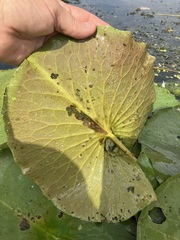 Nymphaea odorata tuberosa