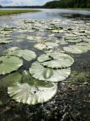 Nymphaea odorata tuberosa