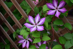 Clematis florida