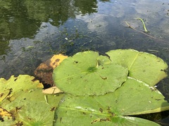 Nymphaea odorata tuberosa