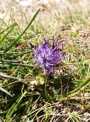 Phyteuma hemisphaericum