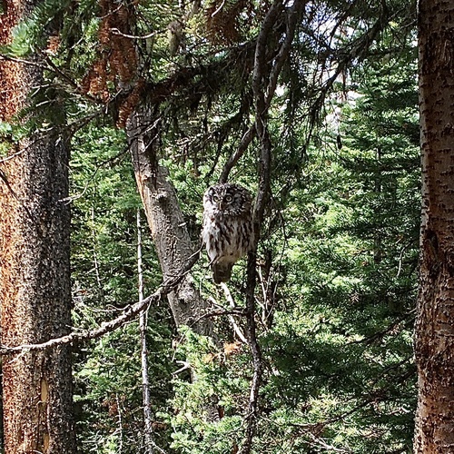 Boreal Owl photographed in Colorado