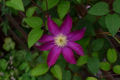 Clematis florida