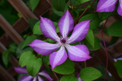 Clematis florida