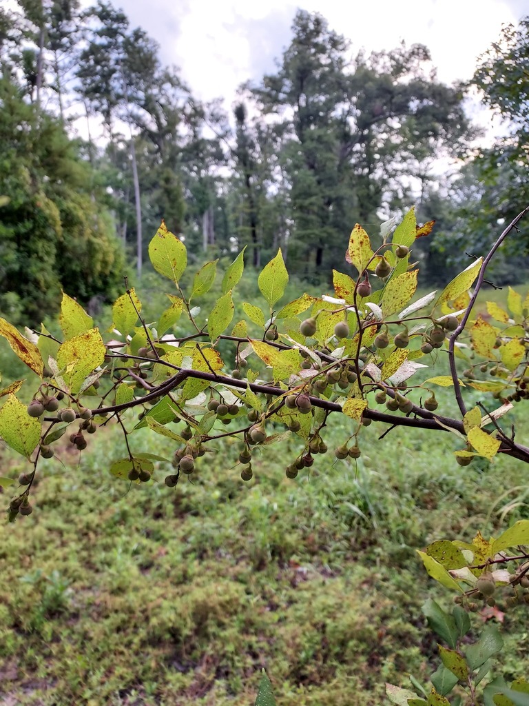 Rocky Branch Louisiana at Roslyn Bowman blog