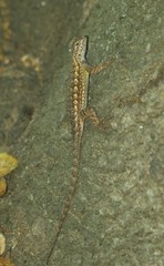 Sceloporus occidentalis longipes