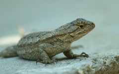 Sceloporus occidentalis longipes