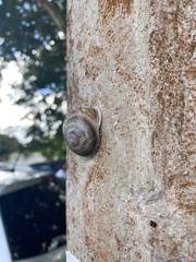 Caracolus