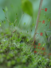 Leptostomum macrocarpum