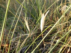 Calochortus invenustus