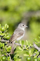 Vireo vicinior