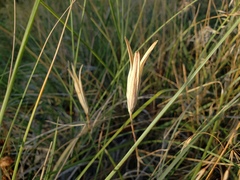 Calochortus invenustus