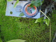 Leptostomum macrocarpum