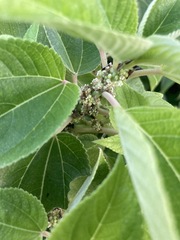 Pipturus arborescens