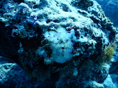 Eudistoma punctatum