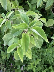 Pipturus arborescens