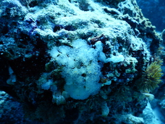 Eudistoma punctatum