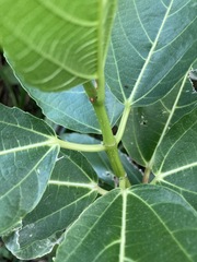 Ficus cumingii terminalifolia