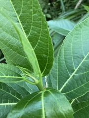 Ficus cumingii terminalifolia