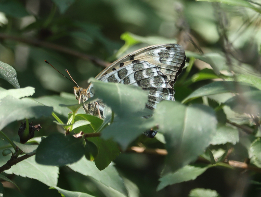 Argynnis zenobia
