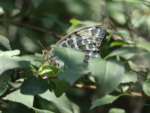 Argynnis zenobia