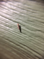 Erythroneura rubrella