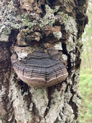 Phellinus populicola
