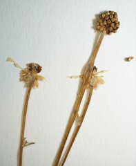 Ranunculus rhomboideus