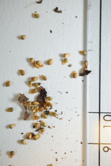 Ranunculus rhomboideus