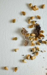 Ranunculus rhomboideus