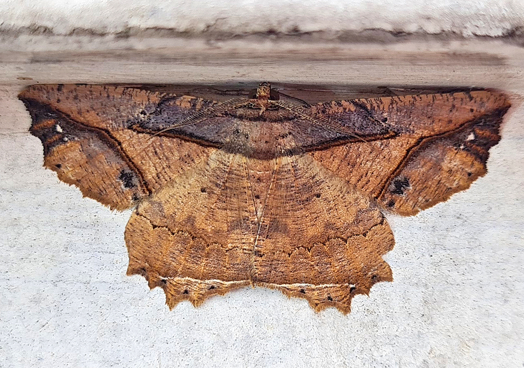Menophra codra