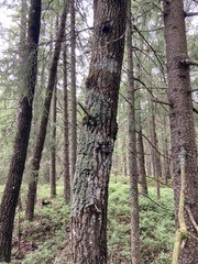 Phellinus populicola