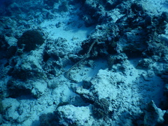 Myrichthys maculosus