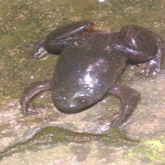 Largen's Clawed Frog