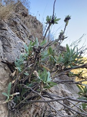 Bupleurum gibraltaricum