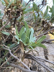 Bupleurum gibraltaricum