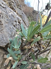 Bupleurum gibraltaricum
