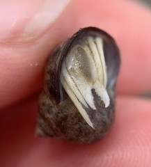 Pagurus bernhardus