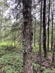 Phellinus populicola