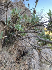 Bupleurum gibraltaricum