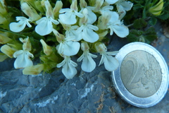Teucrium pyrenaicum guarensis