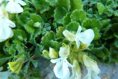 Teucrium pyrenaicum guarensis