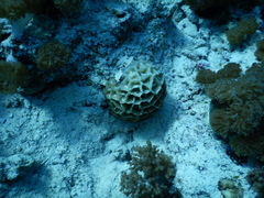 Paramontastraea peresi