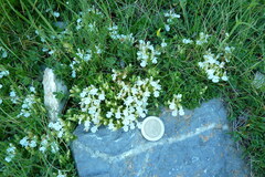 Teucrium pyrenaicum guarensis