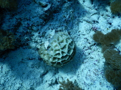 Paramontastraea peresi