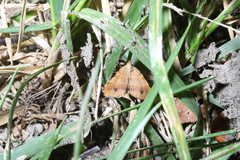 Mellilla xanthometata