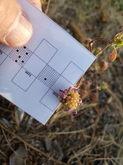 Monardella breweri lanceolata