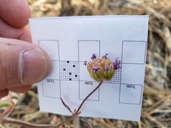 Monardella breweri lanceolata